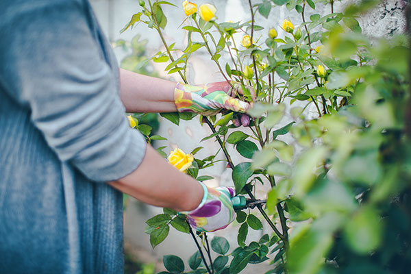 prolapse woman pruning garden